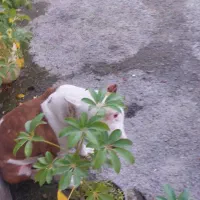 پیتبول اصیل|سگ|عباس‌آباد, |دیوار