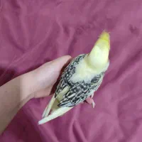 پرنده دوکت پروانه ای فول اهلی