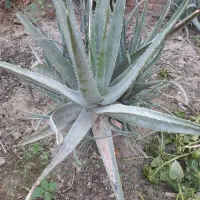 گل الوئه ورا|گل و گیاه طبیعی|گنبد کاووس, |دیوار