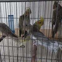 جفت لوتیو و جوجه دانخور|پرنده|گرگان, |دیوار