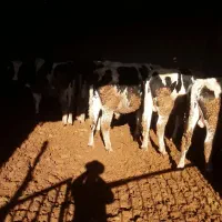 ۱۲ راس گوساله هلشتاین درجه یک|حیوانات مزرعه|شازند, |دیوار