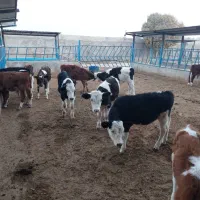 گوساله سیمینتال