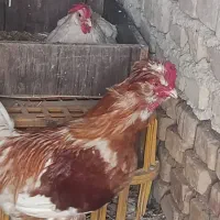 خروس|حیوانات مزرعه|ورامین, ورامین|دیوار