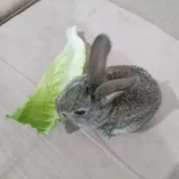 خرگوش نر|موش و خرگوش|رامهرمز, |دیوار