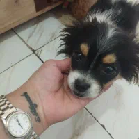 توله اشپیز نر4ماهه