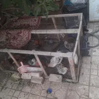 فروش مرغ و خروس