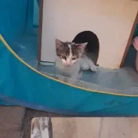 گربه  گمشده