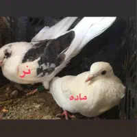 دوبر و اوچوم|پرنده|پارس‌آباد, |دیوار