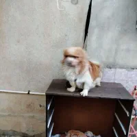 سگ گلدن اشپیتز|سگ|کرمانشاه, |دیوار