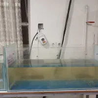 اکواریوم|ماهی|اهواز, کمپلو شمالی|دیوار