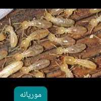 سمپاشی انواع حشرات ساس سوسک سم پاشی|خدمات نظافت|بندر ماهشهر, |دیوار