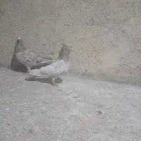 کفتر سینه|پرنده|شیراز, شریف‌آباد|دیوار