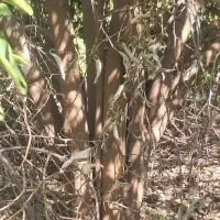 خرید و فروش انواع چوب مرکبات وغیره بابهترین قیمت|خدمات باغبانی و درختکاری|کازرون, |دیوار