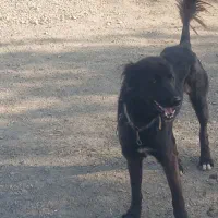 سگ قدرجونی|سگ|کامیاران, |دیوار