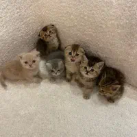 بچه گربه اسکاتیش انفولد