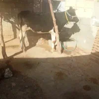 گوساله ماده شنگل|حیوانات مزرعه|لردگان, |دیوار