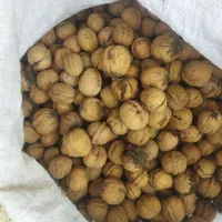 گردو