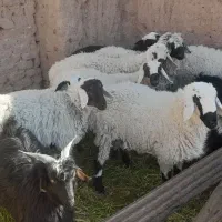 تعداد ۵ عدد بره نر چاق