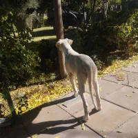 توله سگ داگو ارژانتینو|سگ|صفادشت, |دیوار