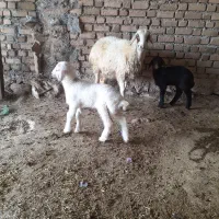 میش بره ۵عدد شک|حیوانات مزرعه|دره شهر, |دیوار