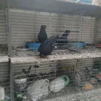 فروش کبوتر|پرنده|قشم, |دیوار