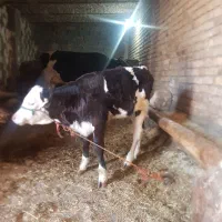 گاو و گوساله و گاو آبستن شیری جوان|حیوانات مزرعه|صحنه, |دیوار