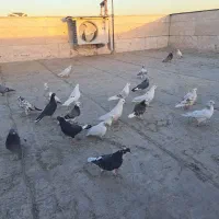 کفتر گرفتنی|پرنده|تهران, توحید|دیوار
