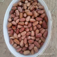 سنجد