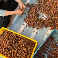 خشکبار خرما|عمدهفروشی|کنار تخته و کمار, |دیوار