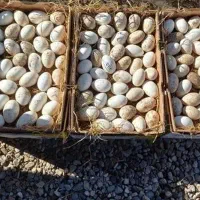 تخم نطفه دار غاز و قوغاز تازه و به روز