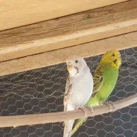 جفت مرغ عشق لب تخم