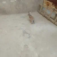 خرگوش برای فروش