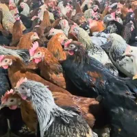 خروس قربانی و داشتی