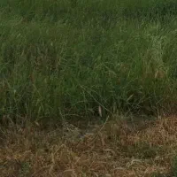 فروش فوری زمین قابل ساخت برای ویلا داخل بافت