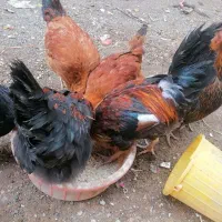 خروس بالغ 10 ماهه|حیوانات مزرعه|سبزوار, شهرک جهاد|دیوار