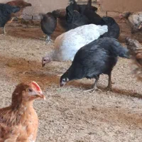جوجه مرغ گلپایگانی