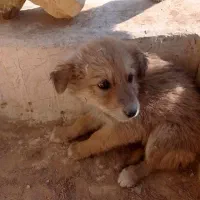 واگذاری توله سگ سرابی