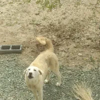 توله ماده پژدر