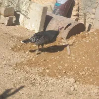 ۲ عدد بوقلمون ماده