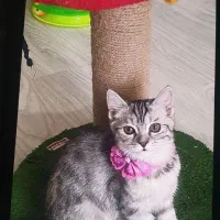 واگذاری یک بچه گربه میکس پرشین و بریتیش ماده