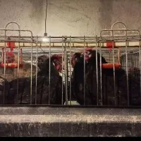 مرغ رسمی مشکی و رنگی|حیوانات مزرعه|قم, هنرستان|دیوار