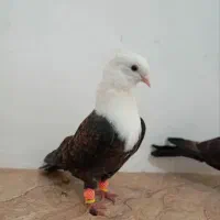کربلایی کاکلی کله سفید کاکلی کربلایی