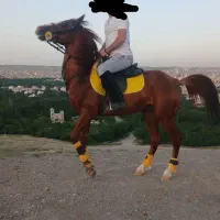 با سلام یک عدد اسب نریان نژاد عرب ترکیه|اسب و تجهیزات اسبسواری|مراغه, |دیوار