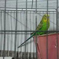 قناری ماده زرد ودارچینی  ۲ساله جفت نخورده|پرنده|رشت, نخودچر|دیوار