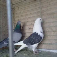 کفتر پرشی.خارجی.یزدی|پرنده|یزد, |دیوار