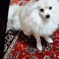 سک پامر اشپیز روبای|سگ|یزد, |دیوار