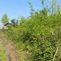 زمین مسکونی|فروش زمین و ملک کلنگی|لاهیجان, شیخ زاهد|دیوار