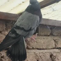 کبوتر خوب|پرنده|تهران, شهرک رضویه|دیوار