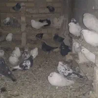 حیوانات مزرعه کبوتر|پرنده|روانسر, |دیوار