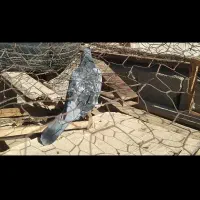 کفتر آلمانی